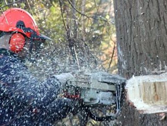 Spadające drzewo śmiertelnie zraniło pilarza