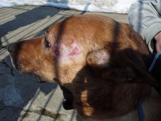 Sprawa dla prokuratura. Wychudzone, chore psy w... schronisku 