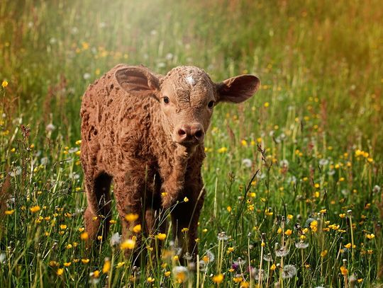 Sprzedaż cieląt