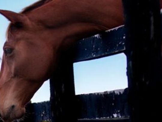 Stajnia dla koni niszczeje, łzy w oczach