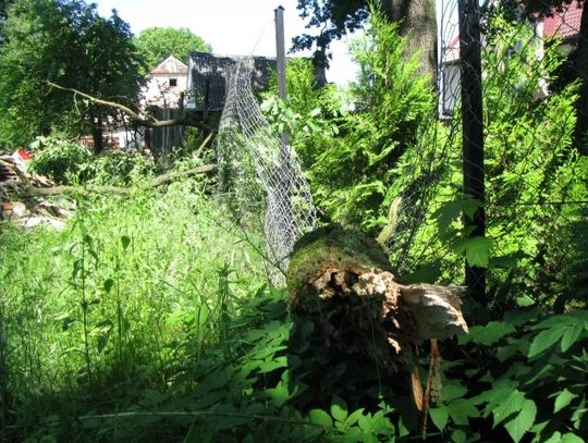 Stare dęby zagrażają mieszkańcom 