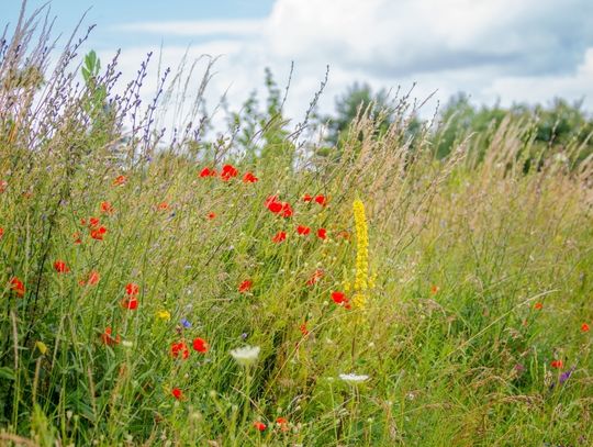 Starogard ogranicza koszenie trawników na wybranych terenach miasta. Dlaczego? 