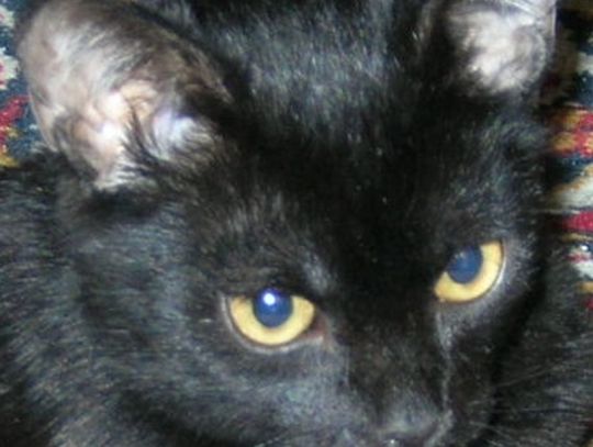 Stoczniowe koty - bezpańskie!? Protesty i pikiety oraz akcja pomocowa