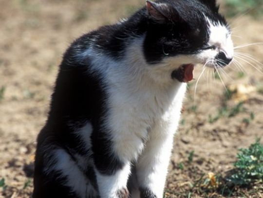 Stoczniowe koty - cd