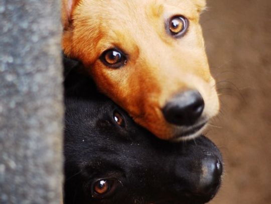 Stop przemocy - maltretowanie zwierząt to jak znęcanie się nad ludźmi