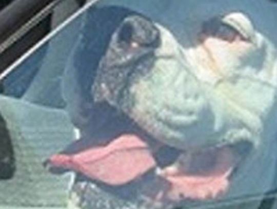 Straż Miejska ostrzega! Pies w aucie to grzywna, a nawet 2 lata więzienia