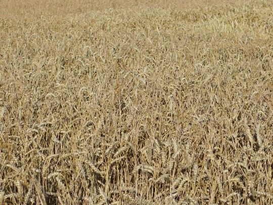 Strażacy apelują o bezpieczne żniwa