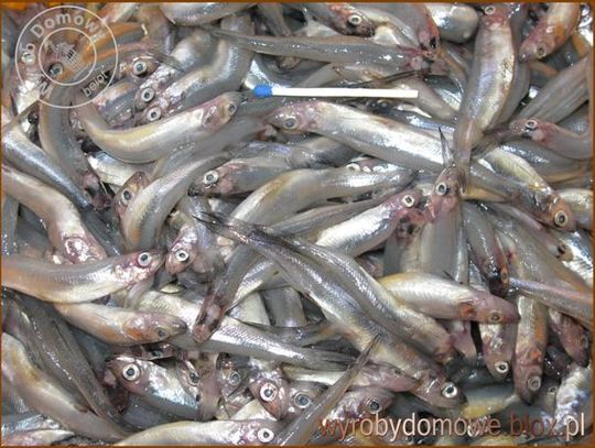 Stynka na podrywkę.Kłusownicy w Nogacie