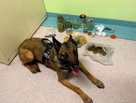 Susz roślinny i ciastka z narkotykami - starogardzcy policjanci zatrzymali 26-letniego dilera!