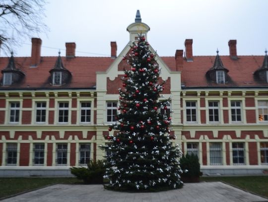 Świąteczne drzewko stanęło przed starogardzkim Ratuszem 