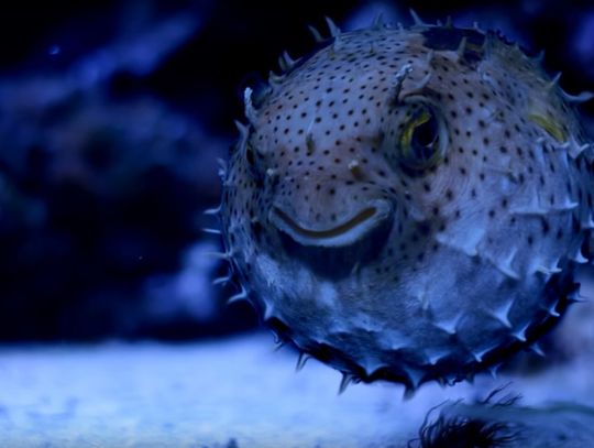 Światowy Dzień Morza opanuje Gdyńskie Akwarium