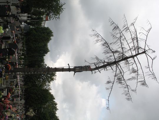 Świerk na cmentarzu już nie zagraża. Wcześniej ktoś go zatruł