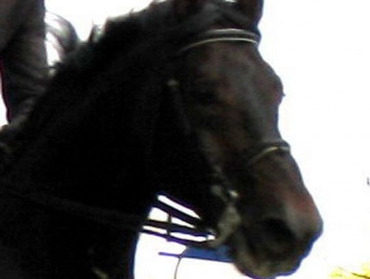 Święto Kawalerii. Parada z udziałem 60 koni