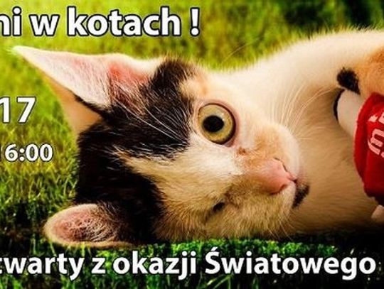 Święto kotów w "Ciapkowie"