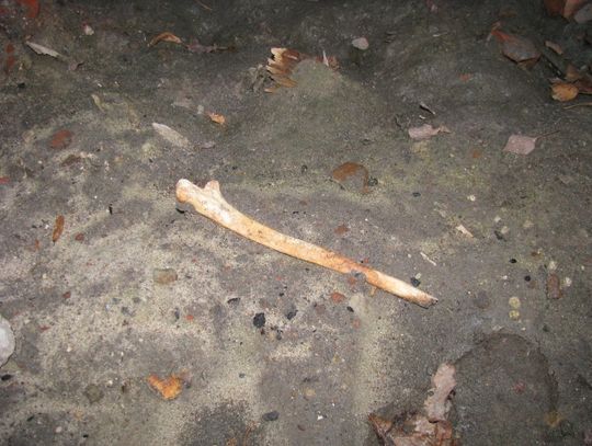 Szczątki znalezione w Malborku mają być pochowane w Gdańsku