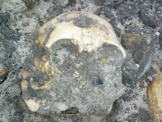 Szczątki znalezione w Malborku mają być pochowane w Gdańsku