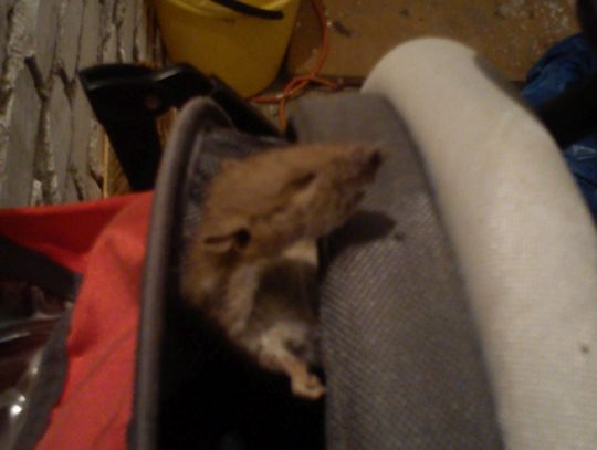 Szczur siedział w wózku dziecięcym! Problem piwnic przy ul. Saperskiej