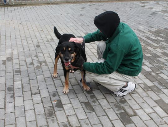 Szkolenia dla skazanych, dogoterapia i więcej nowości...