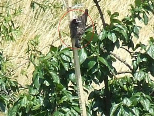 Szpak kontra ogrodnik - martwy ptak, dobry ptak?