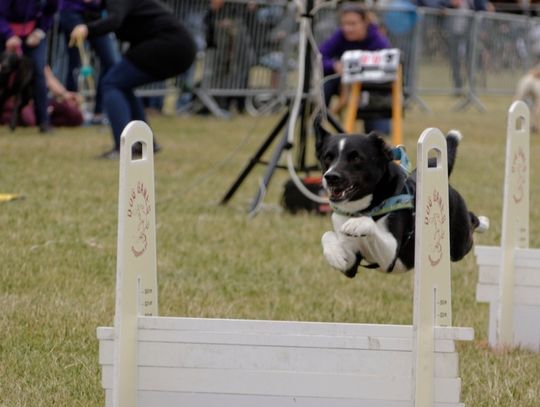Szybkie, sprytne, cudowne - "fruwające" psy na tczewskim bulwarze