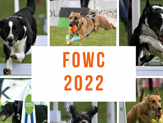 Tczewski zespół z 6 psami zmierzy się w Mistrzostwach świata Flyball w Belgii