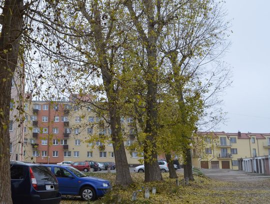 Topole zagrażają bezpieczeństwu! "Urząd nie reaguje"