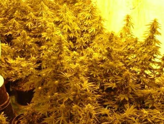 "Towar" szykowany na EURO z ogródkowej plantacji konopi