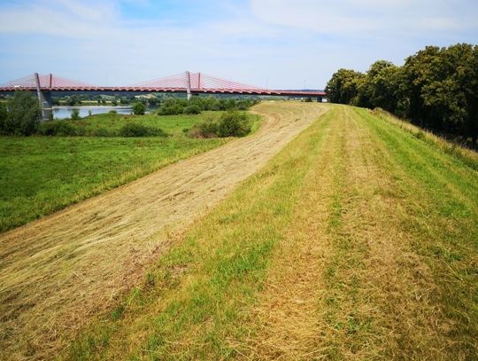 Trwa koszenie na wałach przeciwpowodziowych