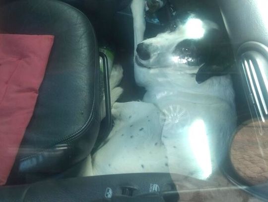 Trzymała psa w aucie