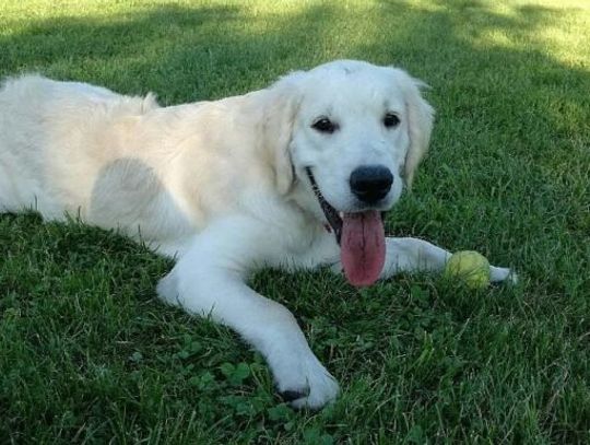 "Twój Pies" - wspólna akcja 23 straży gminnych i miejskich z Pomorza