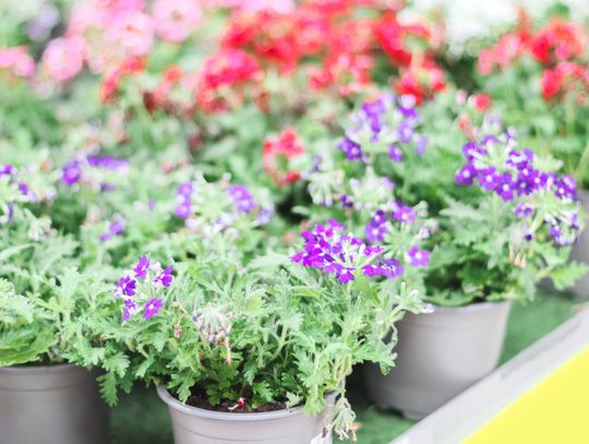 Twórcze Wykorzystanie Osłonek na Doniczki w Domu i Ogrodzie