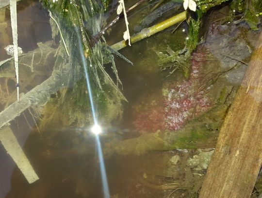 Ubojnia w Gniszewie do zamknięcia? Duże problemy właściciela zakładu