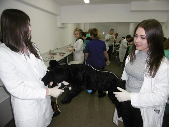 Uczniowie Technikum Weterynarii szkolą się na nowoczesnym fantomie psa