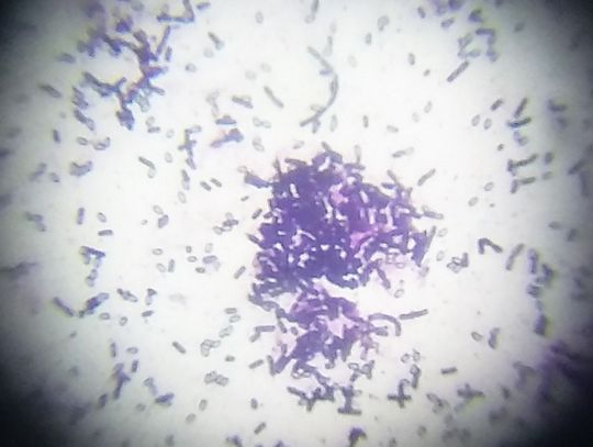 Uczniowie ze Słupska współpracują z gdańskimi naukowcami