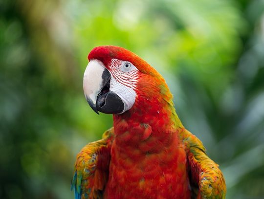 Ukradł papugi i perfumy