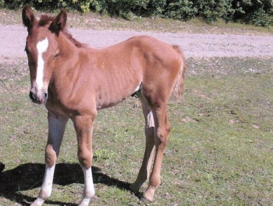 Ukradł źrebaka! Policja szuka "kasztana"