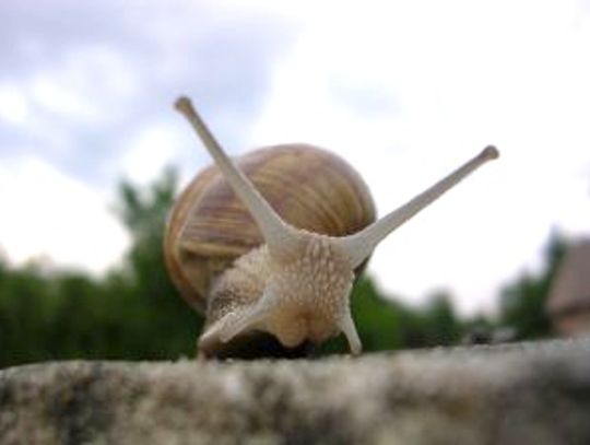 Ukradli 12 ton ślimaków