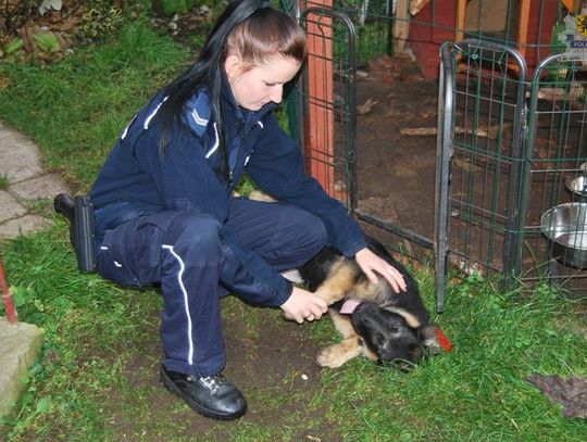 Ukradli owczarka niemieckiego