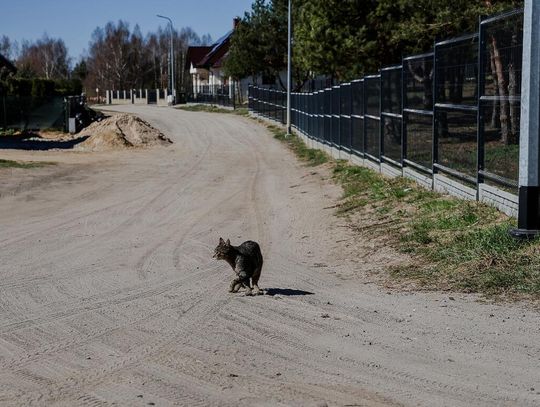 Ulica Kasztanowa będzie utwardzona