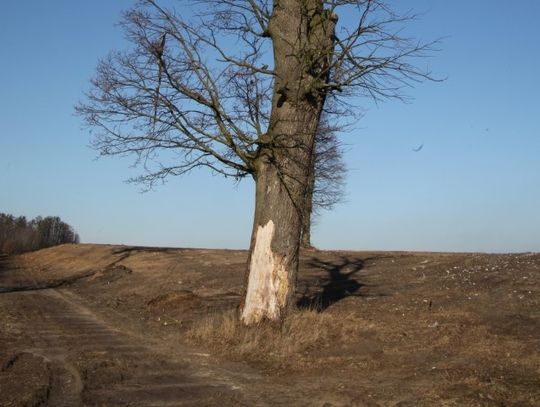 Umiera wiekowy dąb