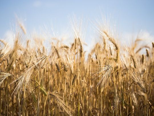 Uprawa pszenicy ozimej - co zrobić, by uzyskać maksymalne plonowanie?