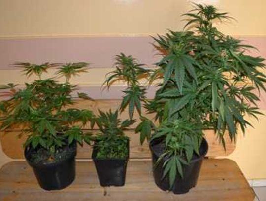 Uprawiał konopie - grozi mu 3 lata