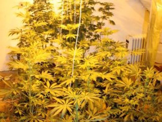 Uprawiał konopie - plantacja na poddaszu