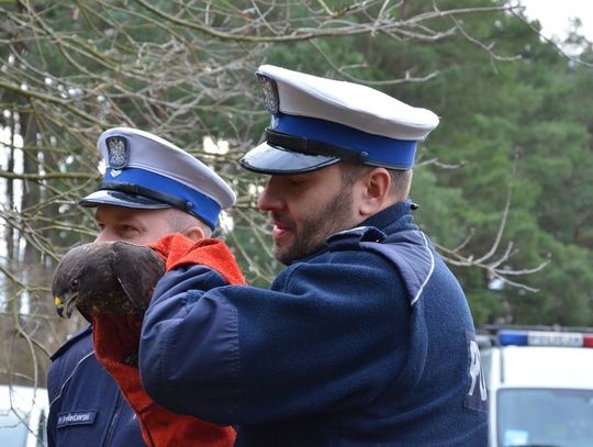 Uratowany przez policjantów myszołów odzyskał siły i wrócił na wolność