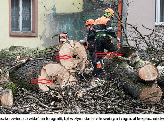 Urząd publikuje zdjęcie i tłumaczy ścięcie kasztana