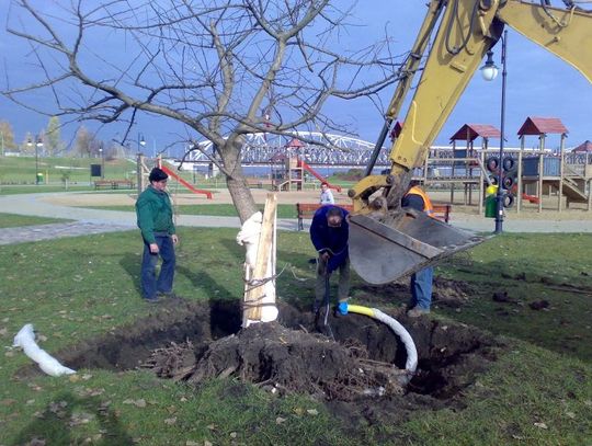 Urzędnicy ocalili unikalny miłorząb 