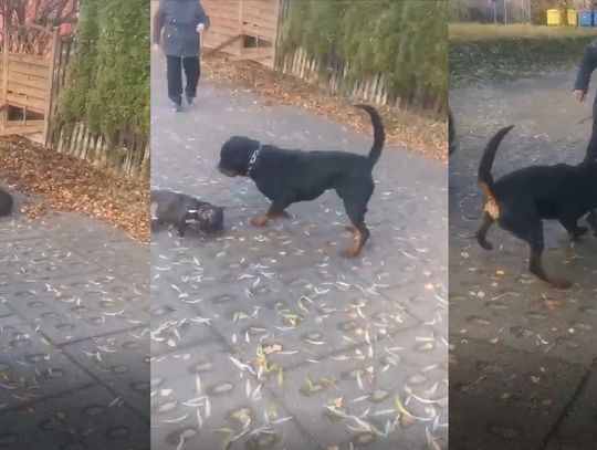 [UWAGA! DRASTYCZNE NAGRANIE] Agresywny rottweiler zaatakował na Osiedlu nad Jarem!