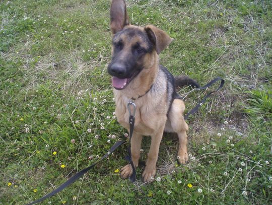 Uwolnili psa od zaniedbującego go właściciela