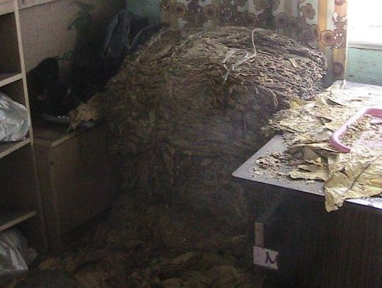 Używkowa grupa przestępcza za kratkami