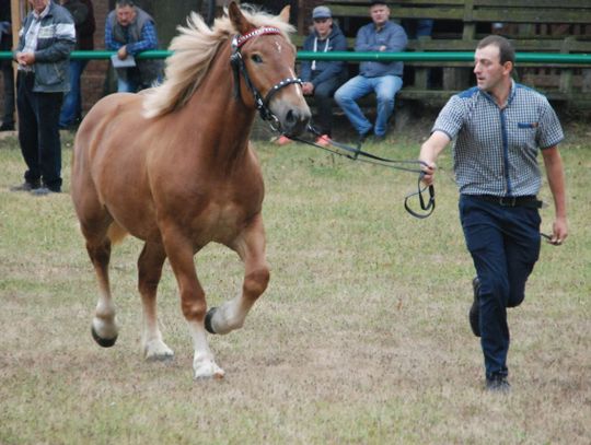  V Ogólnopolski Czempionat Koni Sztumskich. Znamy najlepszych hodowców i zwycięskie konie sztumskie